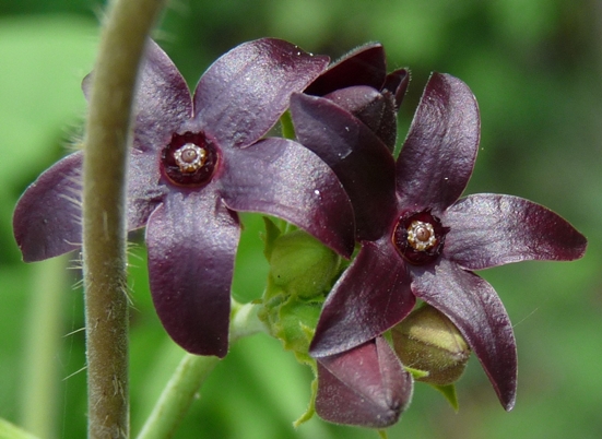 {Matelea carolinensis}